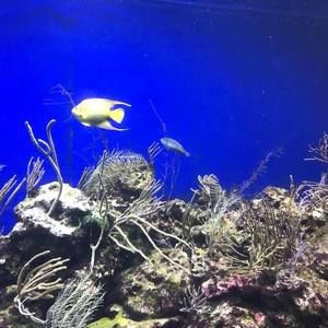 Meet your Posher, Atanaele